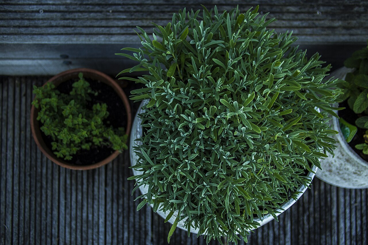 Overhead view of potted plants on an outdoor porch
